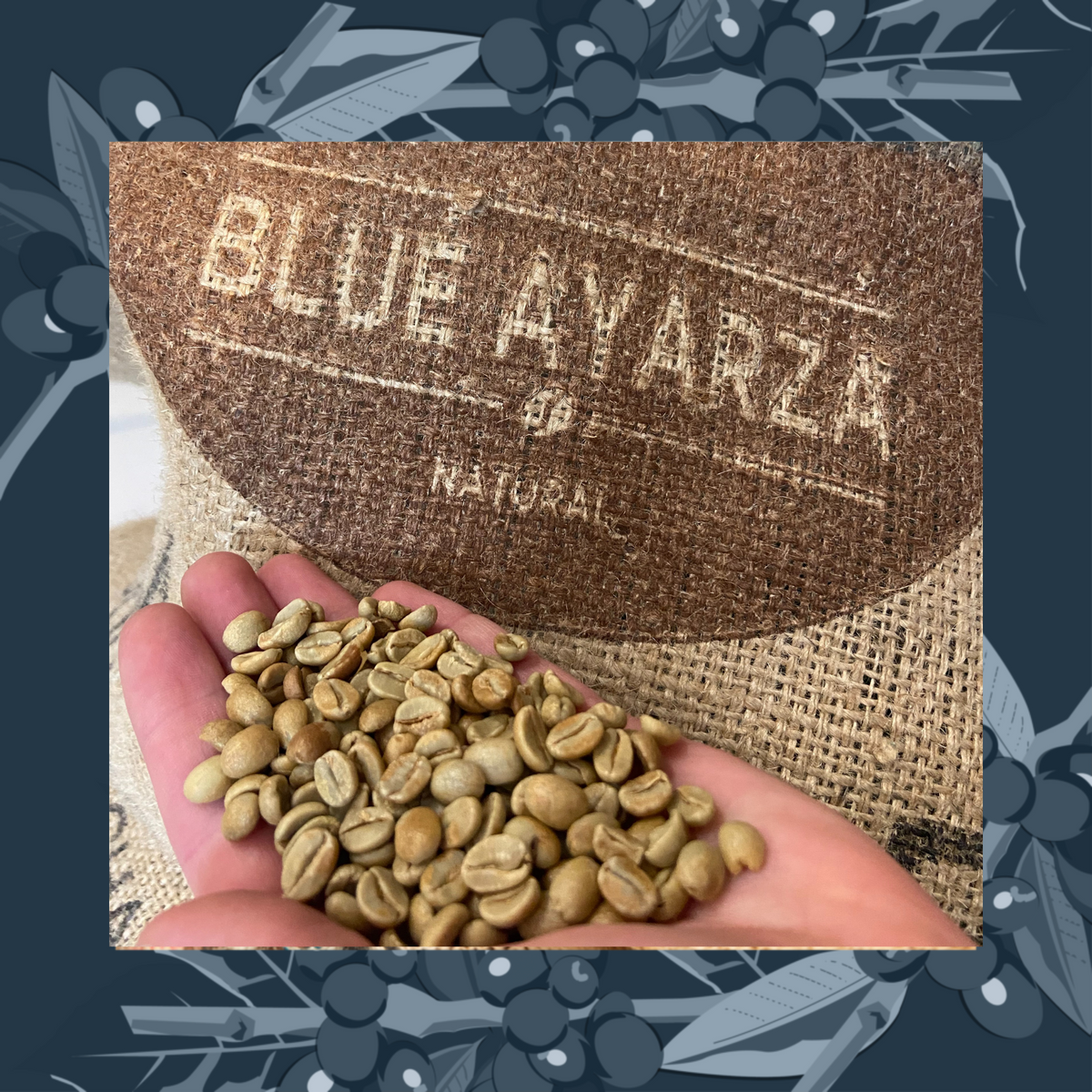 Hand holding green coffee beans with a 'Blue Avarza' coffee bag in the background