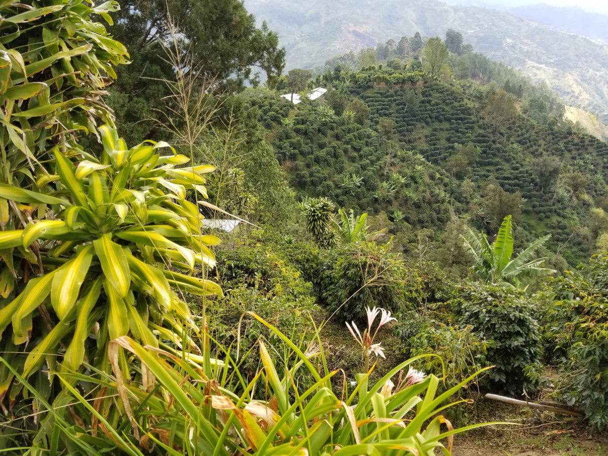 Jamaica Blue Mountain