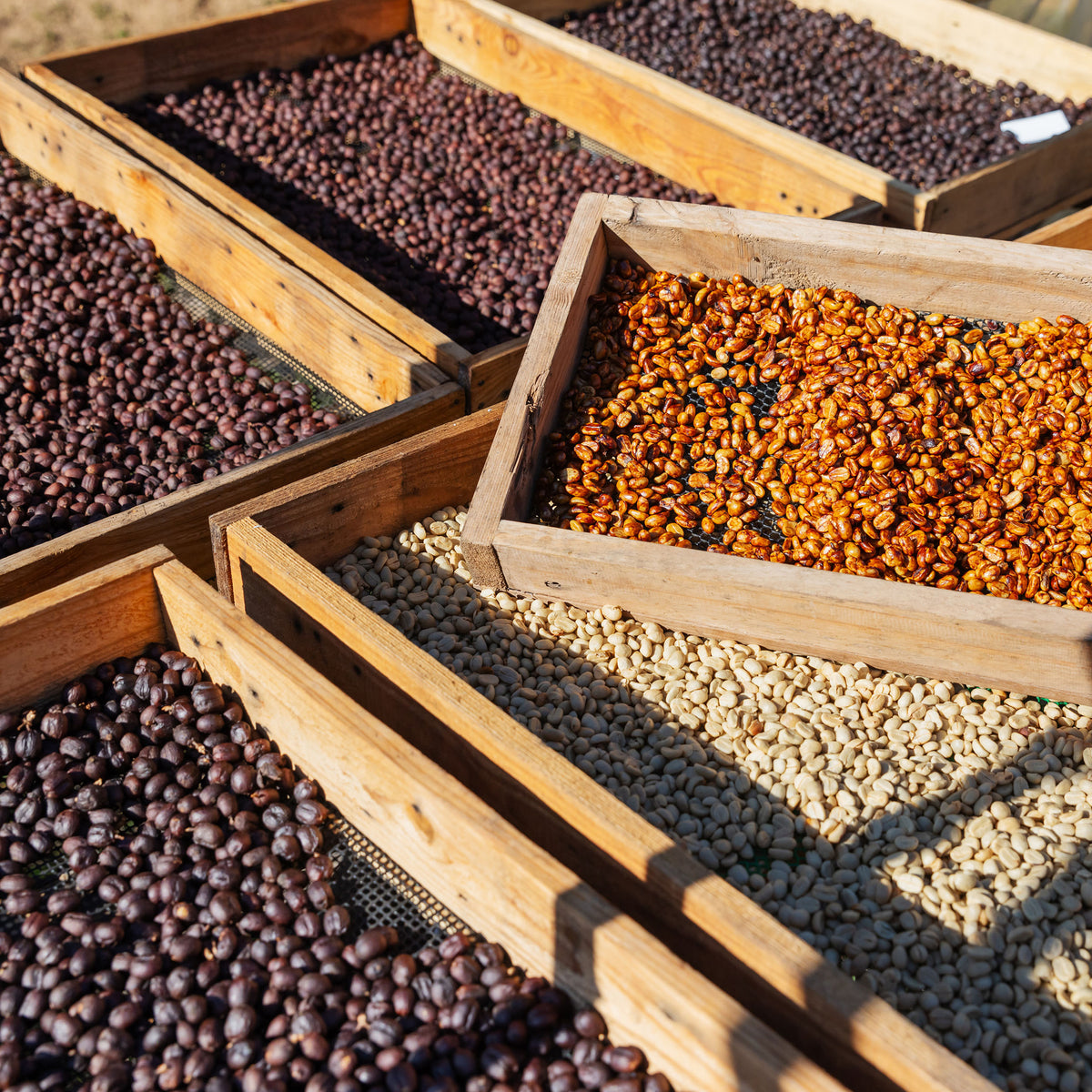 Wooden crates filled with different types of coffee beans outdoors.
