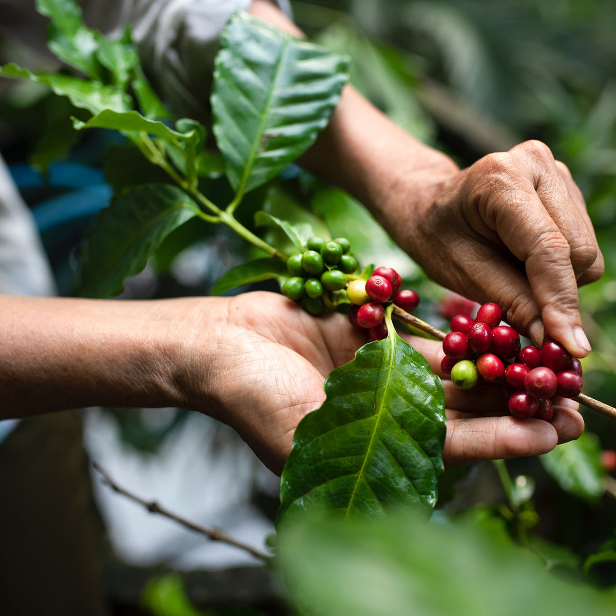 Hands picking red coffee berries from a branch with green leaves.