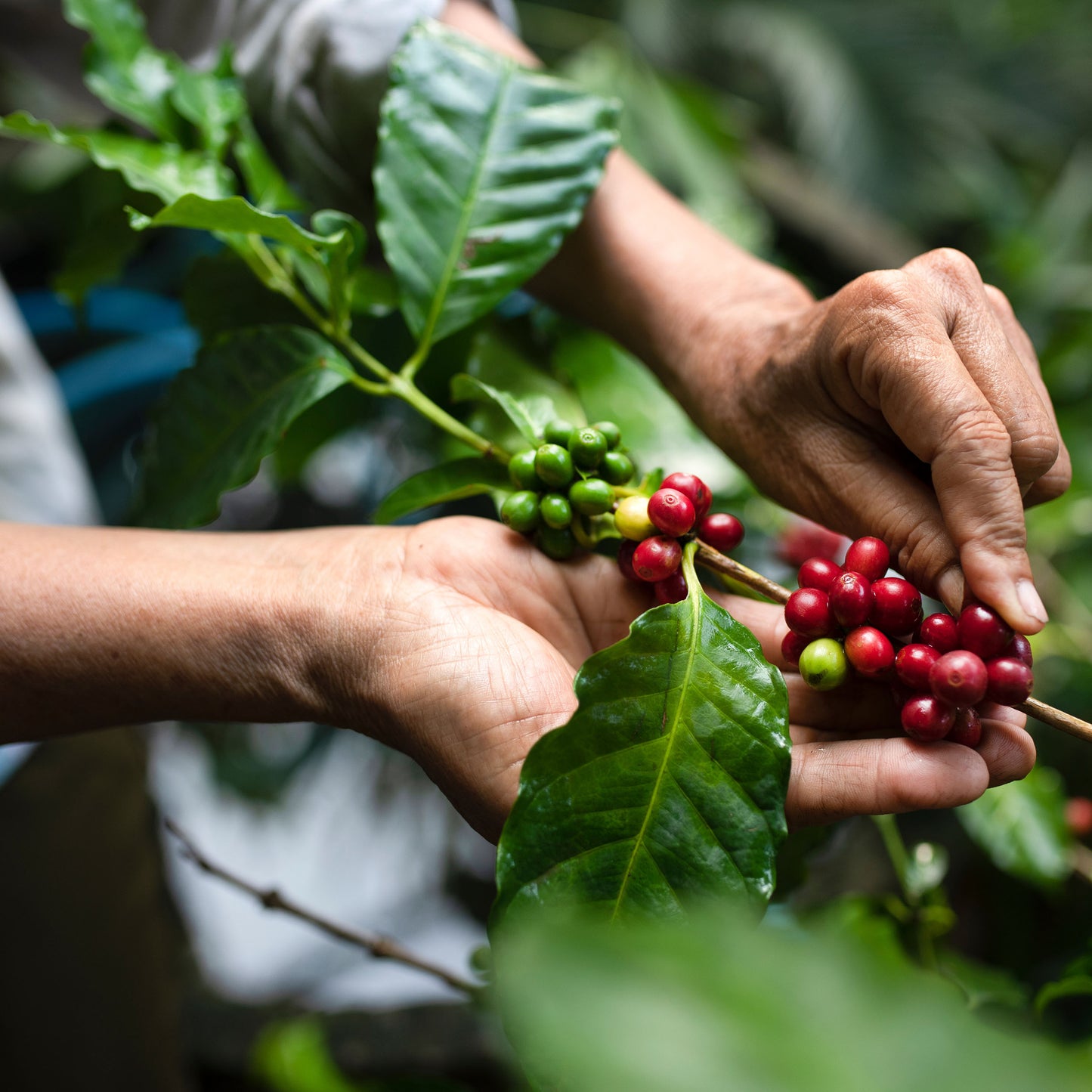 Hands picking red coffee berries from a branch with green leaves.