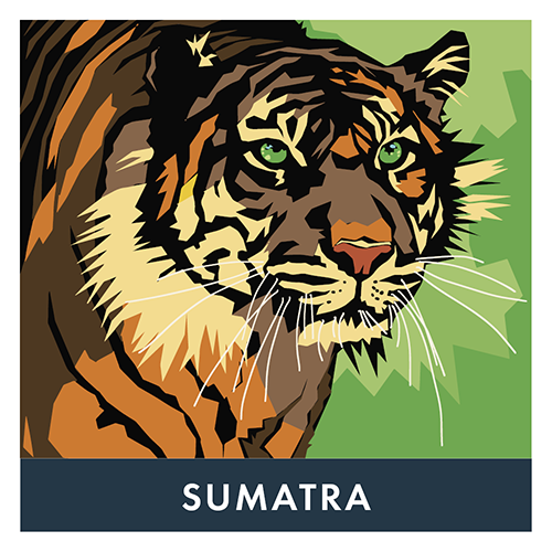 Sumtra variety picture